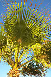 绿棕榈假椰子植物学图案叶子绿色丛林植物森林手掌生长图片