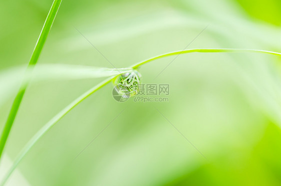 叶叶和水滴宏观花园绿色植物环境草地液体生活生长生态图片