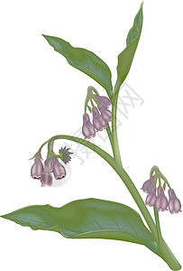 comfrey Comfreey 科弗雷草药叶子花瓣药厂康复治疗宏观药店植物学化妆品图片