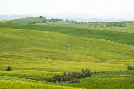 托斯卡纳  春季的绿色典型风景金子国家植被草原爬坡全景农村场景植物草地图片