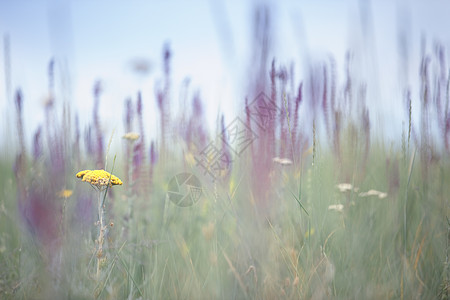 海菲尔德野花草原植物植被天气草地黄色环境季节性宏观绿色背景