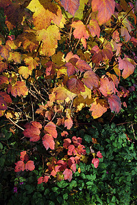树枝上的秋红叶红色艺术季节活力叶子风景场景森林植物绿色图片