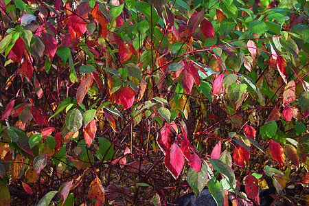 树枝上的秋红叶红色树木金子植物活力场景水平框架棕色季节图片