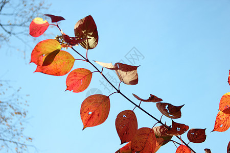 树枝上的秋红叶黄色水平风景艺术橙子墙纸森林红色叶子季节图片