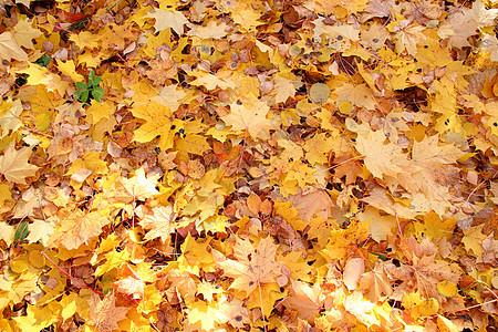黄秋落叶落在地上墙纸植物树木森林红色绿色宏观水平风景橙子图片