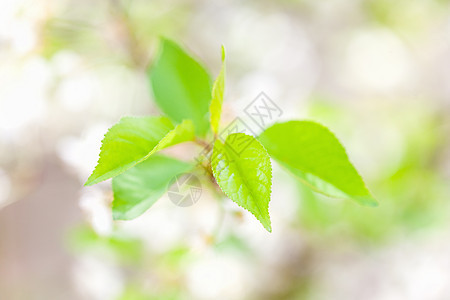 绿叶背景背景树叶太阳植物绿色季节树木阳光公园森林花园图片