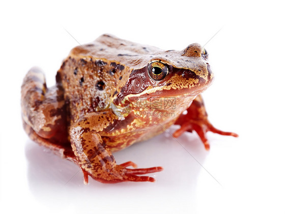 常见青蛙脊椎动物两栖动物生活眼睛小动物生物蟾蜍丑陋野生动物牛蛙图片