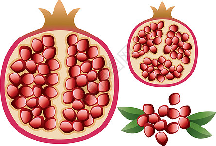 含有颗粒和叶叶的矢量石榴图片