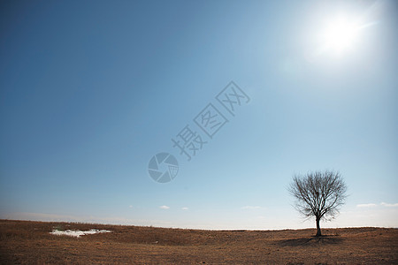 树日光沉思寂寞植物沙漠概念水平孤独冥想木头图片