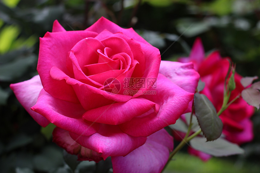 玫瑰 粉红色 花朵 花园图片