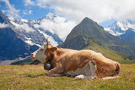 瑞士牛岩石石头牧场蓝色场地天空山峰奶牛巨石生态旅游图片