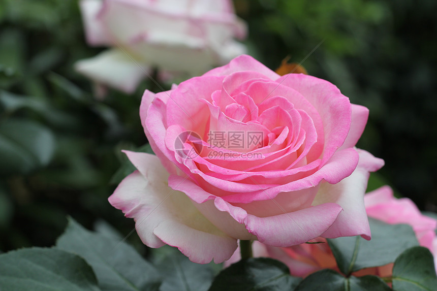 玫瑰 粉红花花 花园图片