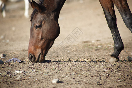 马赛马赛车手家畜干旱农场农村草原沙漠野生动物牧场图片