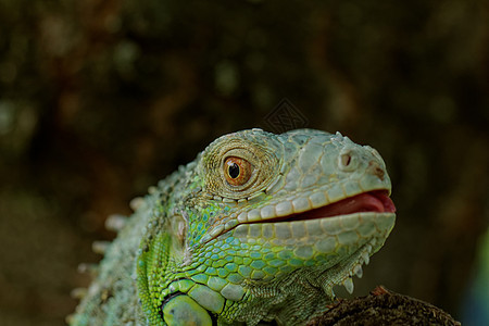绿色蜥蜴的肖像爬行动物皮肤宏观眼睛尾巴爪子异国鬣蜥宠物动物园图片