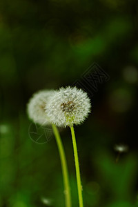 蒲公英花季节宏观生活植物群草本植物种子生长花朵蓝色场地图片