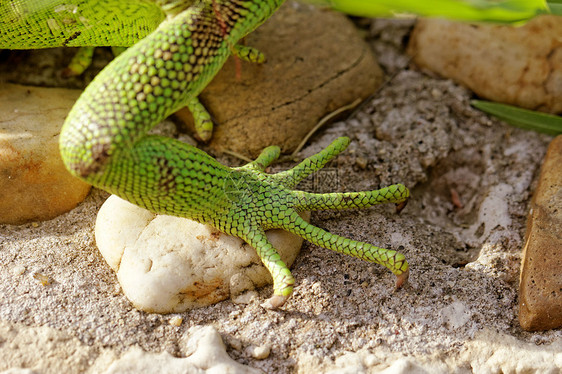 绿蜥蜴脚脊椎动物尾巴爬虫皮肤爪子动物野生动物异国指甲爬行者图片