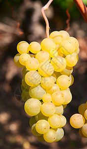 黄葡萄生长收获葡萄园叶子农业植物食物阳光酿酒黑色图片