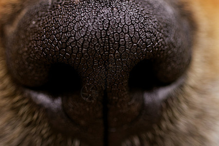 狗鼻子白色哺乳动物黑色棕色毛皮女性犬类动物小狗宠物图片