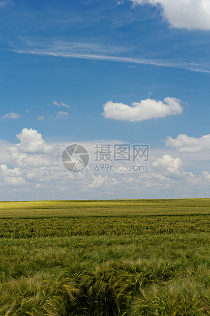 蓝云天空下的小麦田场景草原玉米牧场环境农田生长农业草地谷物图片