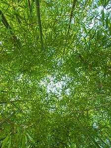 竹竹植物单子森林植物群被子图片