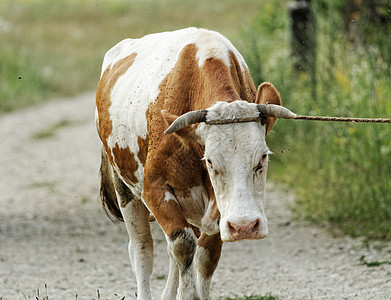 奶牛配种喇叭农村家畜草地食物牛肉牧场农场农业图片