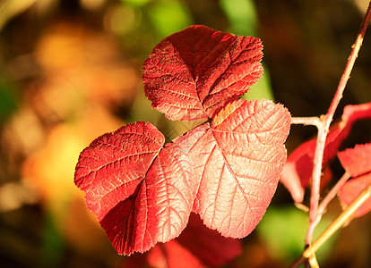 秋天 美丽的红色黑莓树叶图片