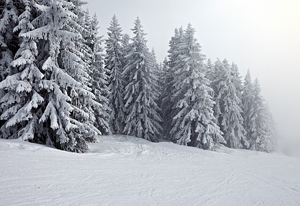 冬季森林环境风景辉光滑雪薄雾爬坡场景木头冻伤树木图片