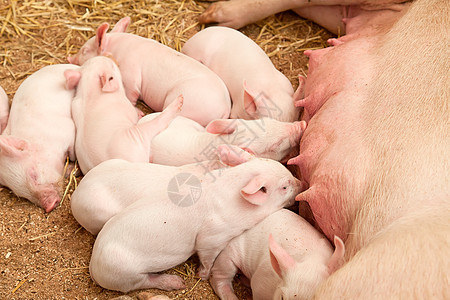 年幼猪团体食物哺乳动物干草护士动物家庭新生动物群乳房图片