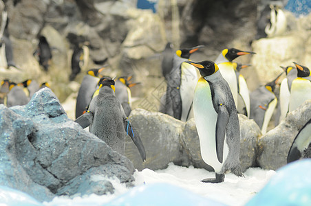 黑白彩色企鹅白色蓝色国王黑色冰山鸟类皇帝岛屿野生动物冻结图片