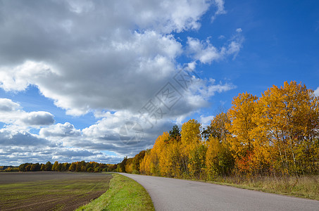 秋天时路边的树棚图片