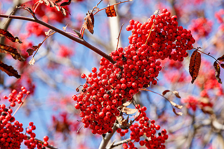 的详情树木季节性浆果活力植物群水果红色季节蓝色天空图片