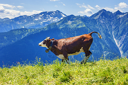 在法国高山中奔跑的奶牛图片