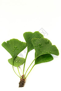 Ginkgo 银果绿色制药树枝疗法药店措施植物补救银叶树叶图片