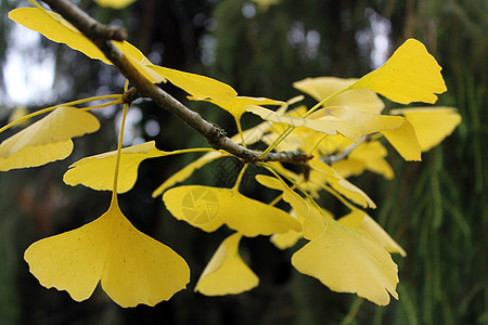 Ginkgo 银果树叶草药药品银杏目医疗绿色血液循环树枝枝条自然图片