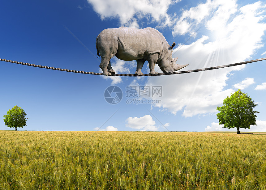 犀牛在绳索上行走树木勇气解决方案演员危险马戏团动物平衡荒野动物园图片