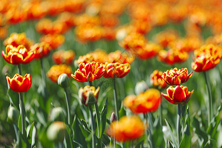 红橙黄色郁金香花瓣橙子植物群季节植物红色花园叶子绿色图片