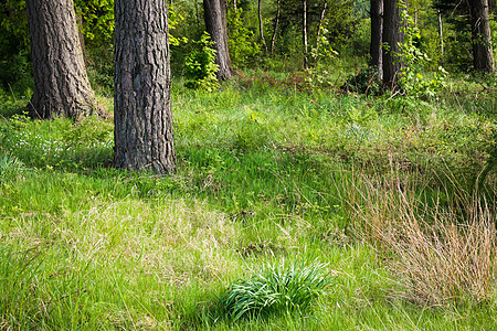 森林清理荒野季节分支机构步道树干阳光风景木头阴影公园图片