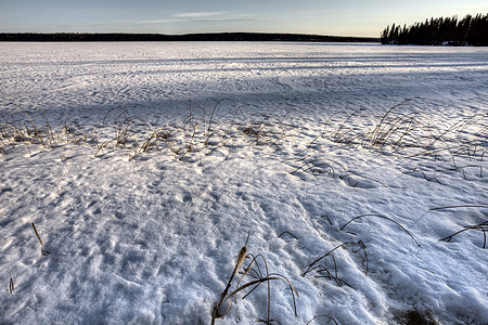 北部冷冻湖降雪草地杂草寒冷池塘芦苇风暴森林图片
