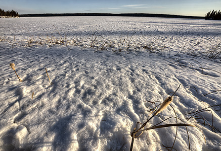 北部冷冻湖风暴寒冷降雪草地芦苇杂草池塘森林图片