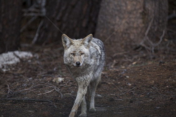野木狼荒野灰狼野生动物危险毛皮大衣图片