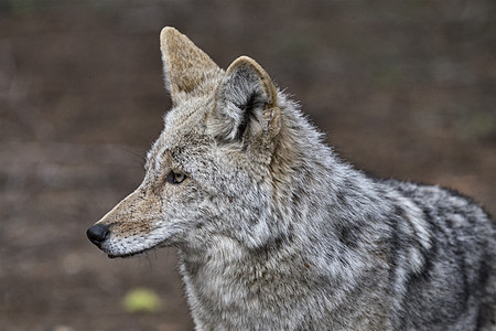野生动物灰狼在荒野里警觉的盯着前方图片