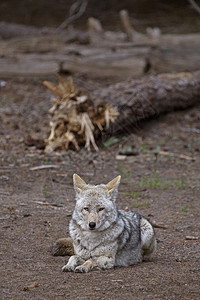 野木狼灰狼荒野毛皮大衣危险野生动物图片