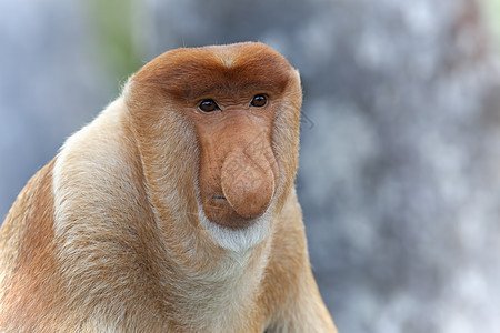 蛋白质猴子避难所异国森林鼻子情调红树荒野野生动物绿色植物公园图片