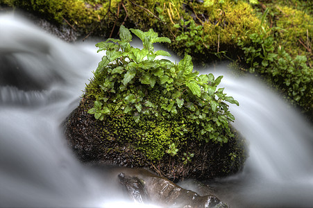 Columbia河峡谷俄勒冈州苔藓名胜区植物绿色风景峡谷溪流图片