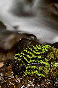 Columbia河峡谷俄勒冈州峡谷溪流植物名胜区苔藓绿色风景图片