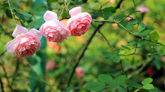 在花园中美丽的粉红色玫瑰发芽日光绿色树叶园艺花瓣植物群女性化粉色图片