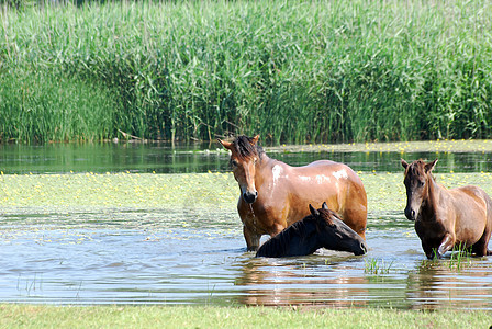 水中马匹的自然场景图片