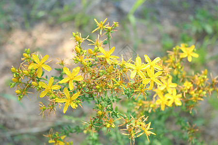 圣约翰之花的黄黄色美丽的花朵植物群植物学树叶麦汁季节场地花粉草本植物药品叶子图片
