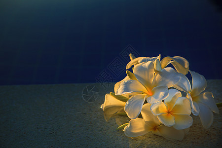 花朵在水池上亮着美丽的光芒植物群边缘花瓣黄色花束池塘白色植物蓝色鸡蛋花图片