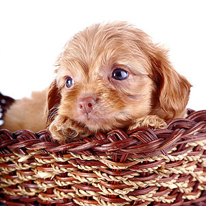 一只小狗的肖像 一个装饰的小狗 在一篮子里贵宾犬哺乳动物宠物朋友乐趣快乐毛皮动物幸福兰花图片